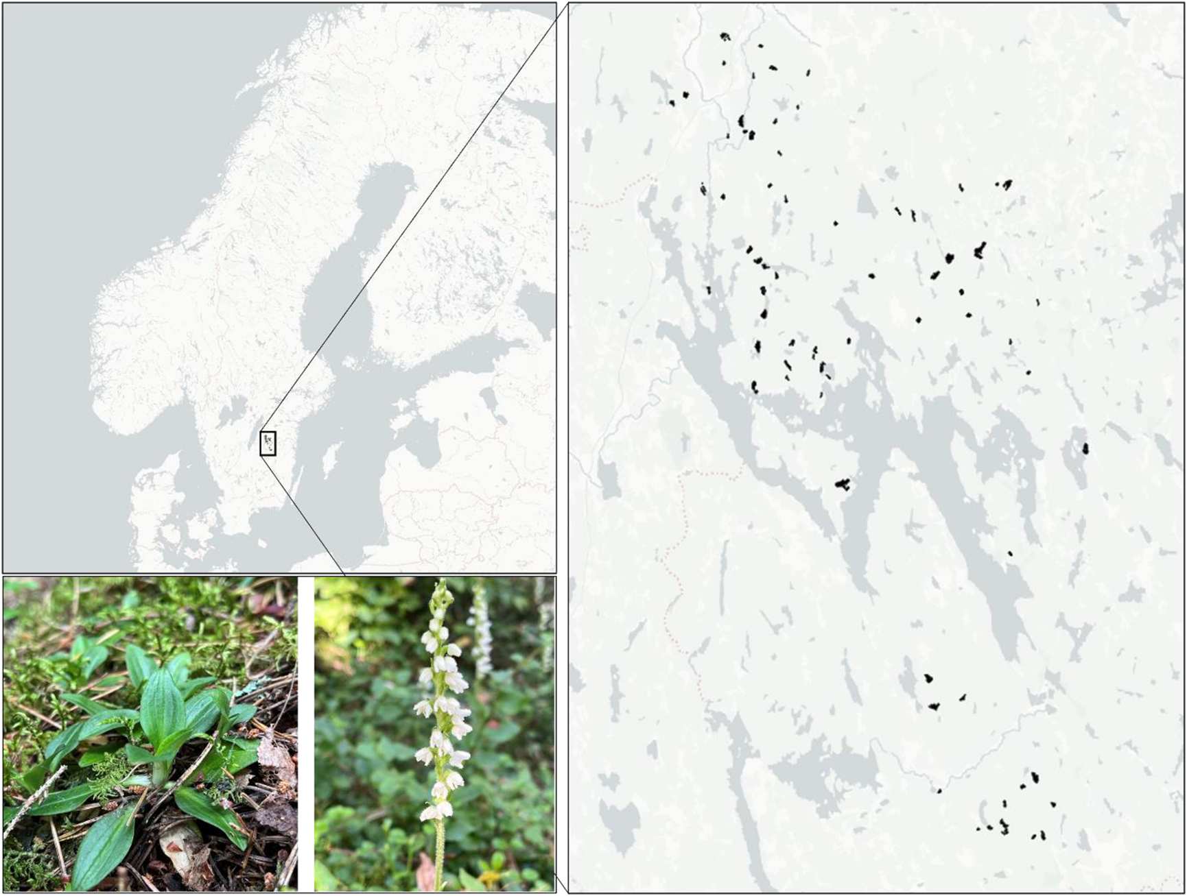 Figure from: The indicator value of a debated orchid: can Goodyera repens predict forests of high conservation potential?