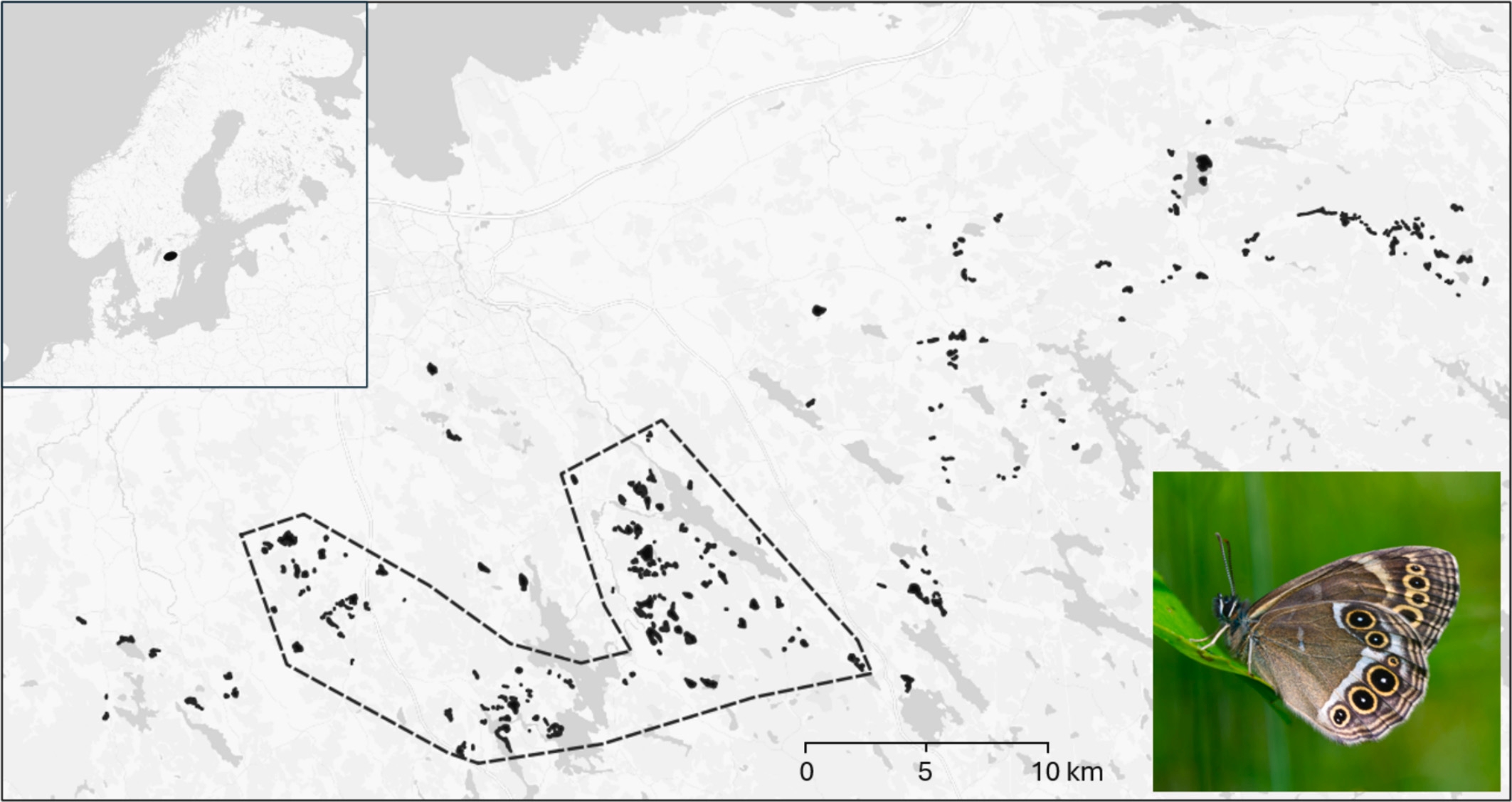 Figure from: A 20-year study of a threatened butterfly: The importance of management across space and time for long-term persistence in dynamic landscapes