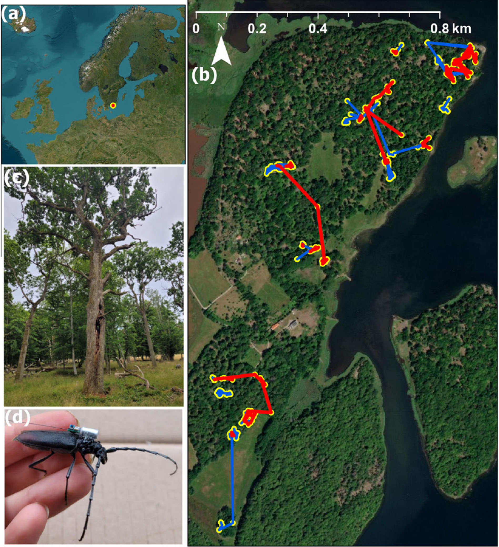 Figure from: Radio telemetry reveals extensive dispersal capabilities of reintroduced Great Capricorn beetles ( Cerambyx cerdo ) in oak habitats at their northern range limit
