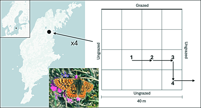 Figure from: Flight behaviour of a threatened butterfly at edges between high- and low-quality habitat