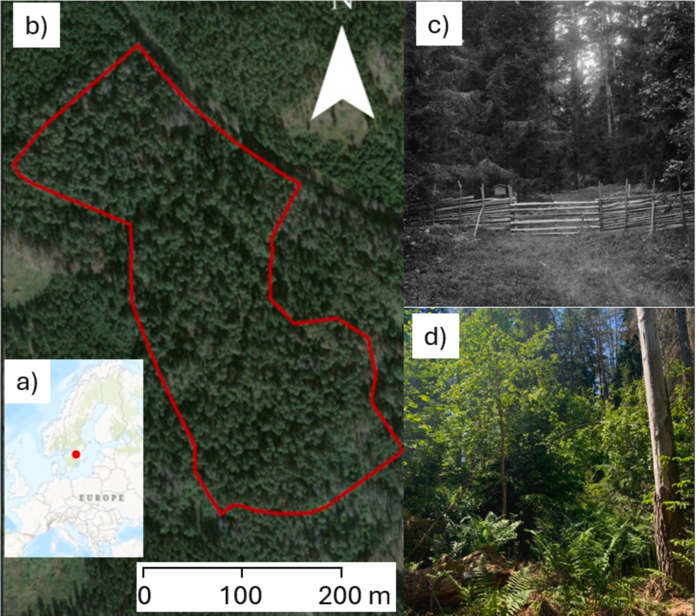 Figure from: Structural recovery but compositional shift: Eight decades of forest succession under strict protection.