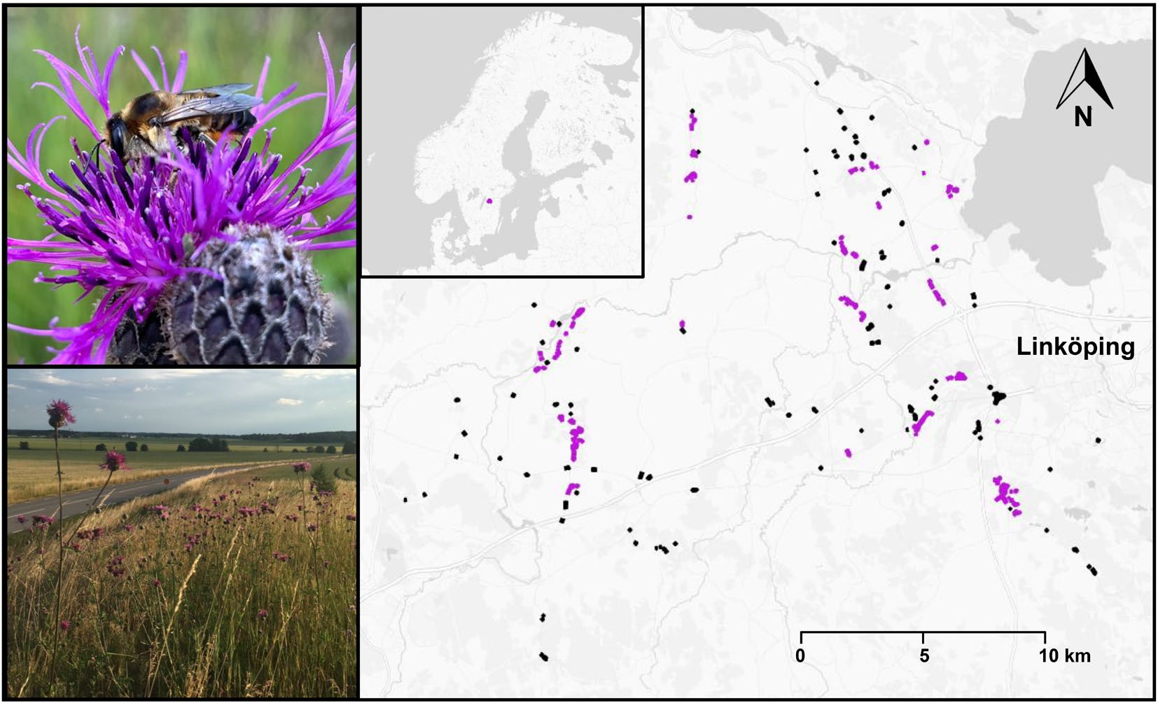 Figure from: Targeting connectivity and road verge management to conserve specialist pollinators in agricultural landscapes in Sweden