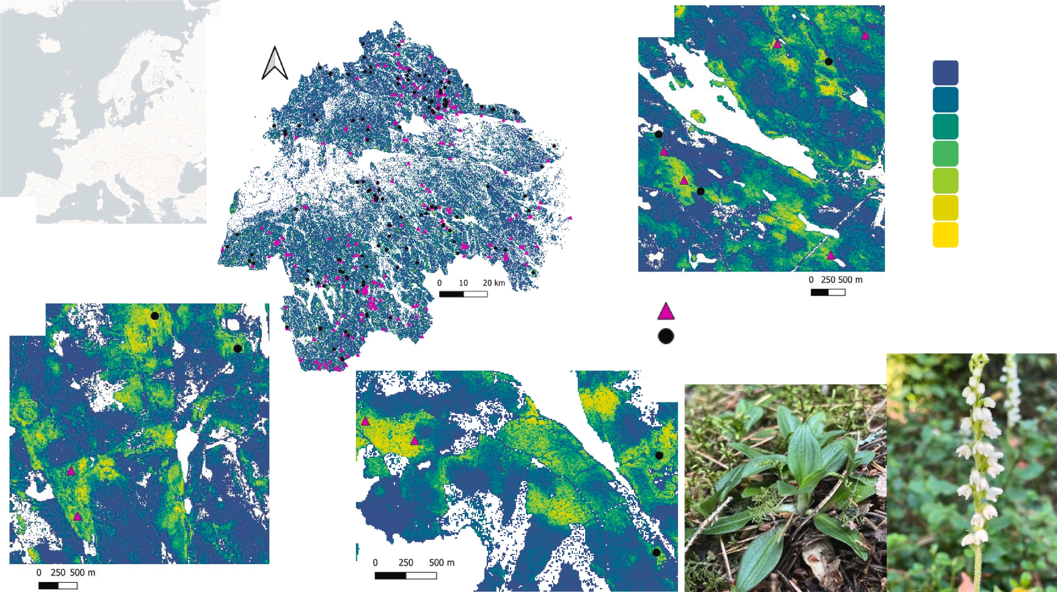 Figure from: Predicting the occurrence of a protected orchid and other old-growth specialists: A cost-effective approach using open geodata