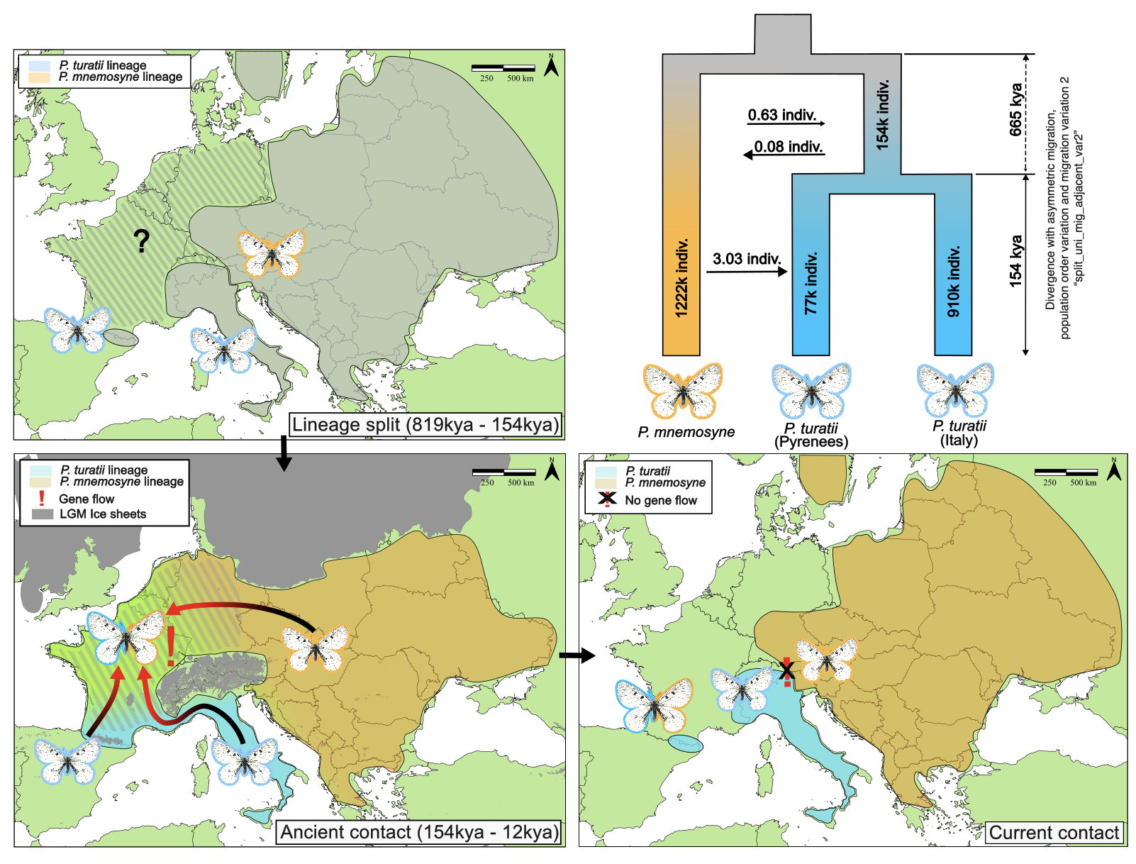 Figure from: Second-chance speciation in the clouded Apollo butterfly (Parnassius mnemosyne)