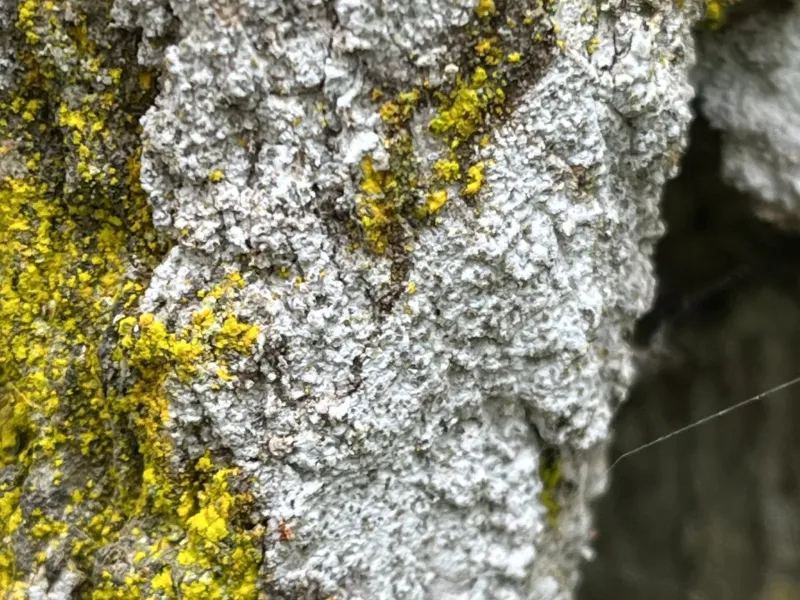 Close-up of tree bark covered with gray and white lichen and bright yellow-green moss patches