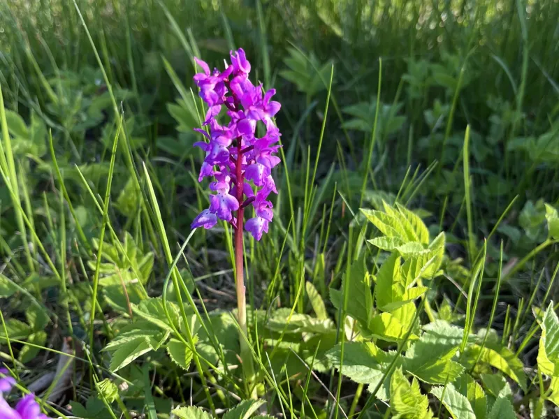 Bright purple flower spike blooming among grass and green plants in sunlight