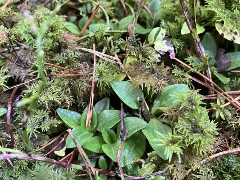 Dense mat of feathery green foliage with purple-tinged stems and small oval leaves scattered throughout