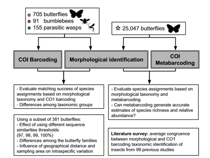 Flowchart showing research methodology comparing three identification techniques applied to insects and butterflies, with ev…