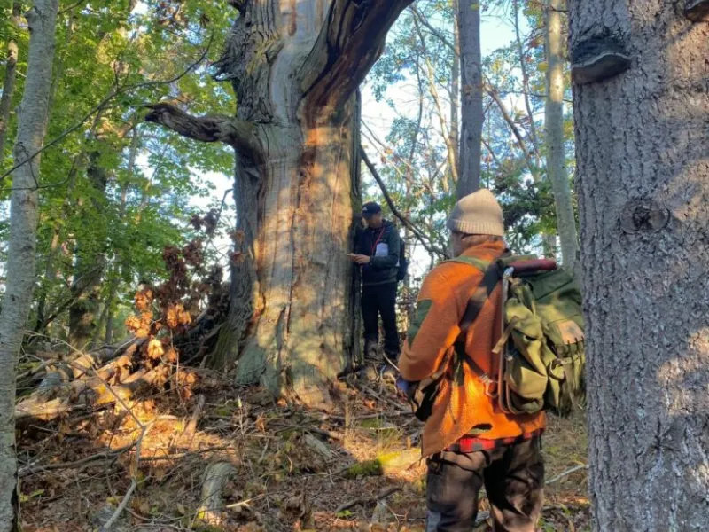 Two hikers in orange vests examine a large hollow tree in a forest setting