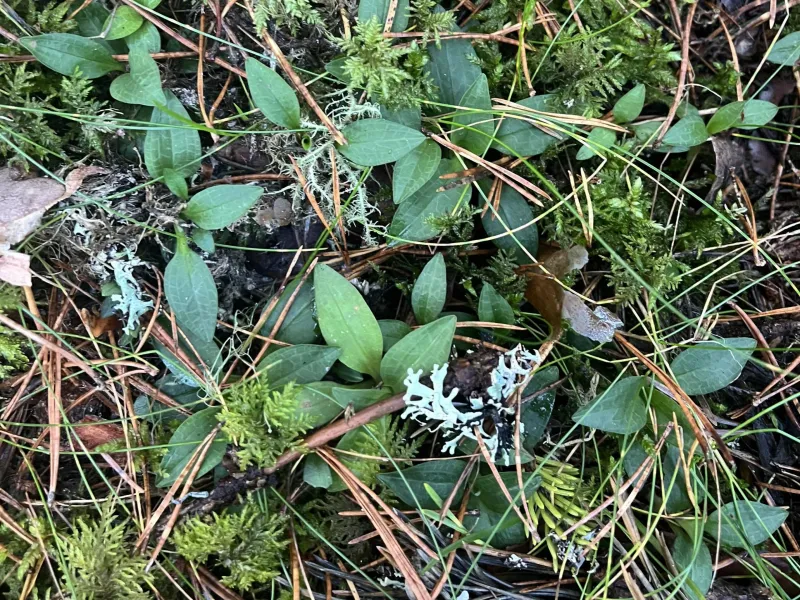 Ground-level vegetation with small oval leaves, delicate white flowers, ferns, and brown plant stems on dark soil