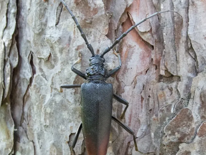 Dark beetle with long antennae resting on textured tree bark