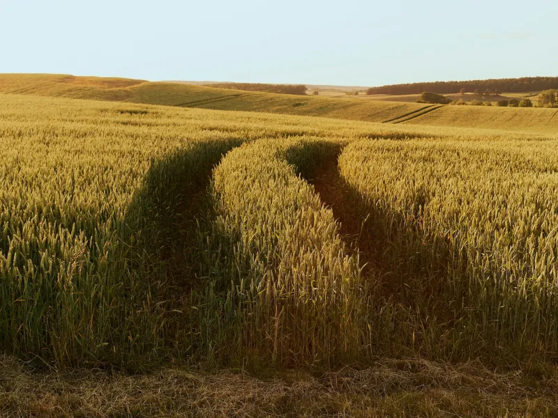 Curved tire tracks cut through a golden grain field with rolling hills and forest in the background