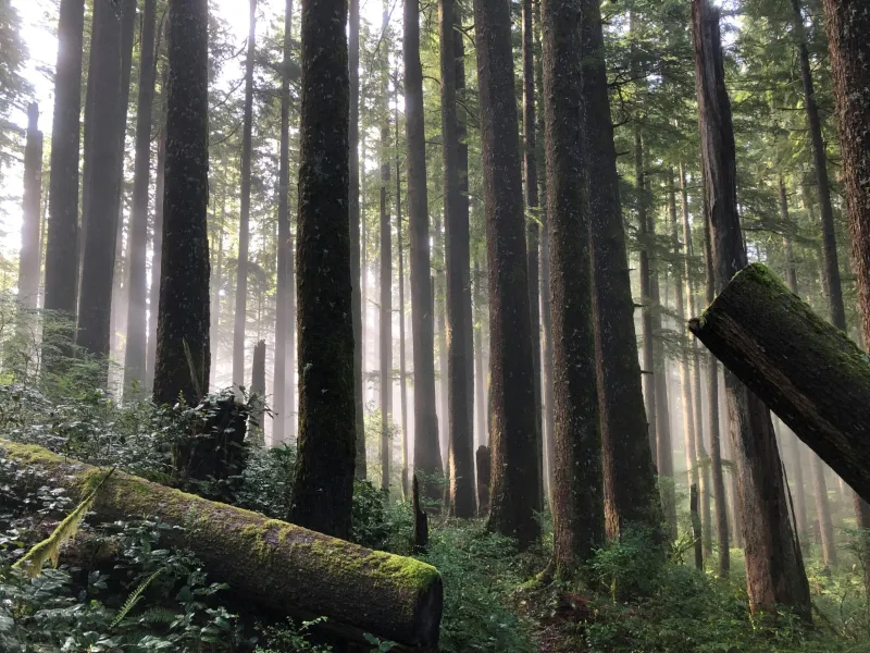 Misty old-growth forest with tall dark tree trunks, moss-covered fallen logs, and dense green undergrowth
