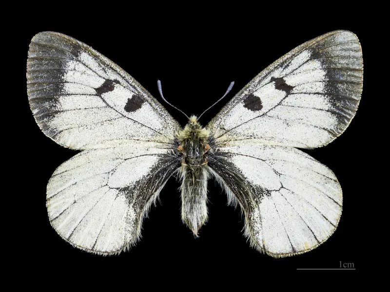White butterfly with black spots on wings and dark fuzzy body against black background with 1cm scale bar