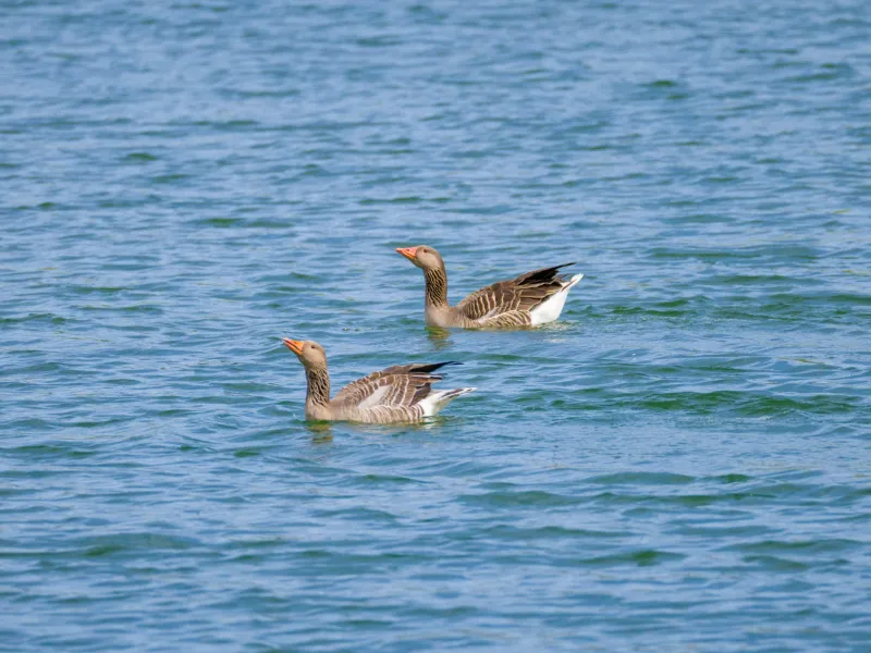 Two striped geese swimming in blue-green water with rippled surface