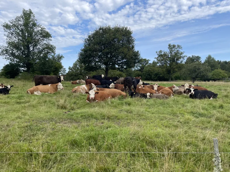 Herd of cattle resting in a grassy pasture with trees in the background under a partly cloudy sky