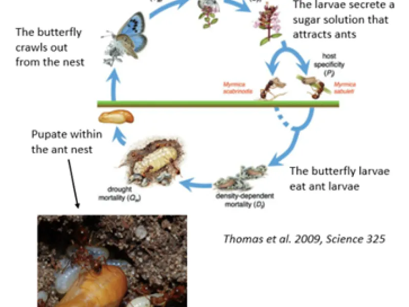 Circular diagram showing butterfly lifecycle stages connected by arrows, including eggs on plant, caterpillar, pupae in ant …