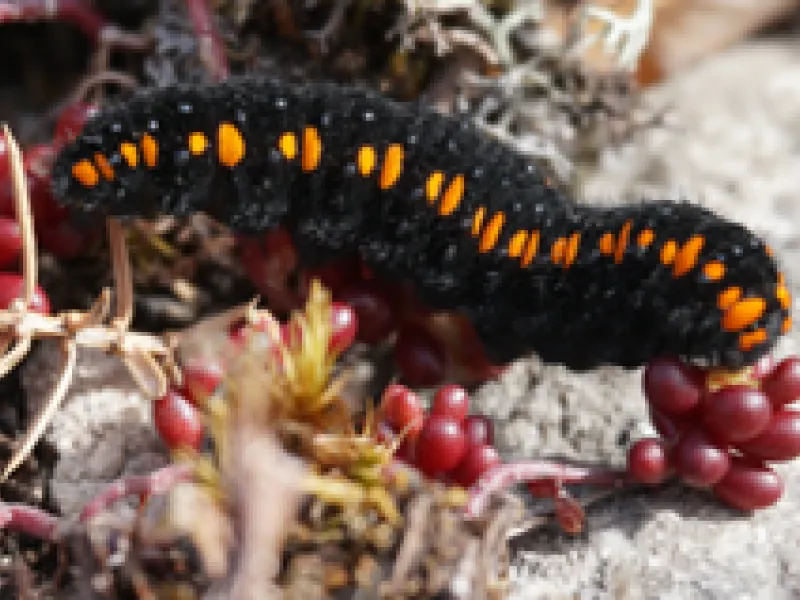 Black and yellow caterpillar crawling on pink and red flowers against sandy ground
