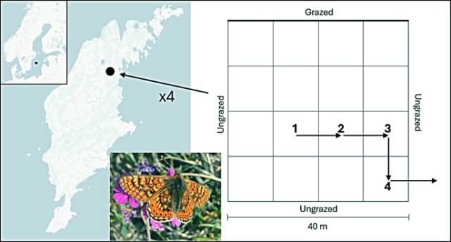 Figure from: Flight behaviour of a threatened butterfly at edges between high- and low-quality habitat