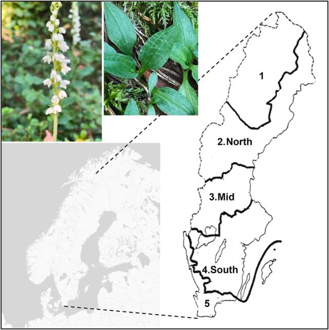 Figure 1 from: A 30-year population decline of a threatened forest orchid associated with old growth forests