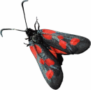 Biodiversa