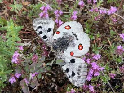 White butterfly with red and black spots resting on purple flowers among green foliage