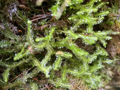 Bright green fern fronds covered in water droplets among moss and dark soil on forest floor