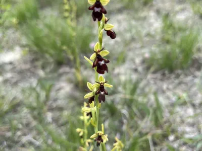 Tall orchid with yellow and dark maroon flowers on green stem against blurred ground vegetation