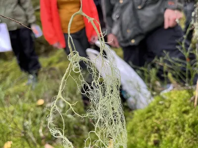 Lichen hanging from a tree branch with a group of people in outdoor clothing standing nearby