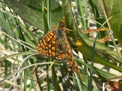 Orange and brown patterned butterfly perched on green grass blades in sunlight