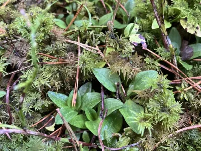 Dense mat of feathery green foliage with purple-tinged stems and small oval leaves scattered throughout