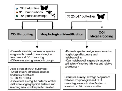 Flowchart showing research methodology comparing three identification techniques applied to insects and butterflies, with ev…