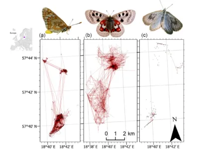 Three butterfly species with maps below showing their movement patterns and locations across coordinates in Europe