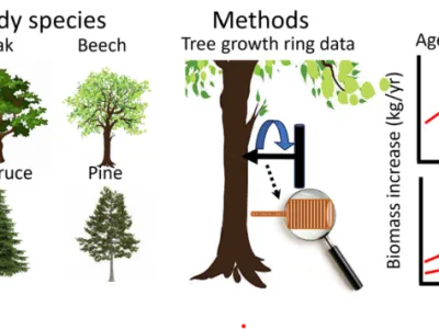 Swedish forest study showing five tree species, tree ring dating method, and four graphs comparing biomass increase by age a…