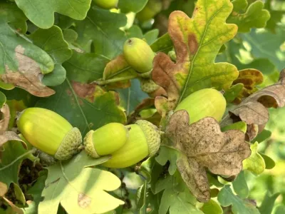 Oak tree branch with lobed leaves displaying developing acorns in their cups and brown, damaged foliage