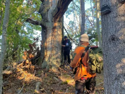 Two hikers in orange vests examine a large hollow tree in a forest setting