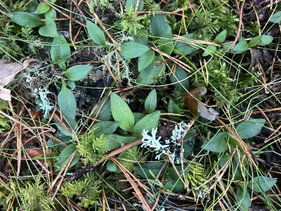 Ground-level vegetation with small oval leaves, delicate white flowers, ferns, and brown plant stems on dark soil