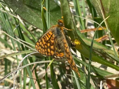 Orange and black butterfly perched on green grass blades in sunlight