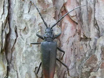 Dark beetle with long antennae resting on textured tree bark