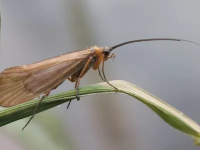 Brown insect with long antennae perched on a green plant stem against a blurred gray background