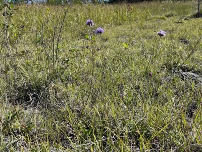 Purple wildflowers bloom sparsely in a dry grassland with pine trees along the horizon under blue sky