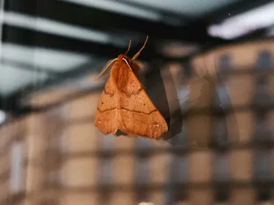 Reddish-brown moth clinging to a surface with blurred brick building in background