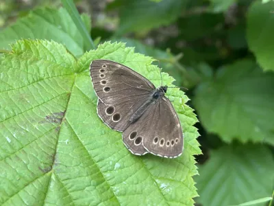 Brown butterfly with eye spots resting on a bright green leaf