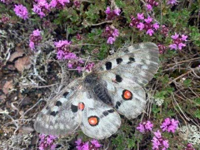 Two pale butterflies with red spots rest on purple flowering plants among green foliage