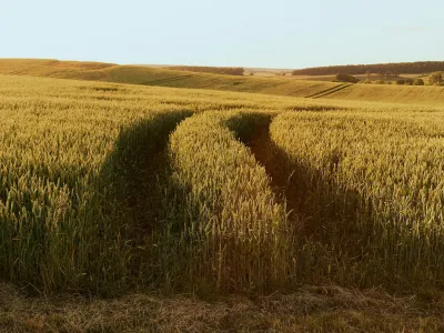 Curved tire tracks cut through a golden grain field with rolling hills and forest in the background