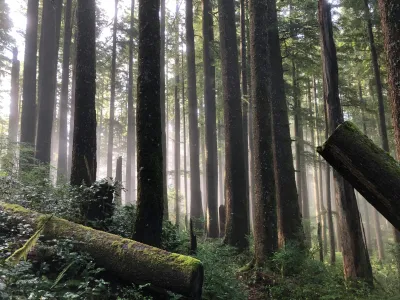 Misty old-growth forest with tall dark tree trunks, moss-covered fallen logs, and dense green undergrowth