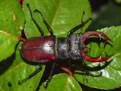 Red and black stag beetle with large curved mandibles on green leaves