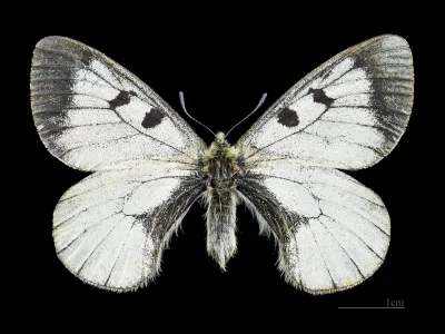 White butterfly with black spots on wings and dark fuzzy body against black background with 1cm scale bar