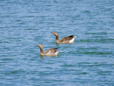 Two striped geese swimming in blue-green water with rippled surface