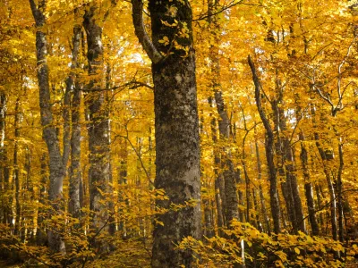 Dense forest of tall trees with golden-yellow autumn foliage throughout the canopy